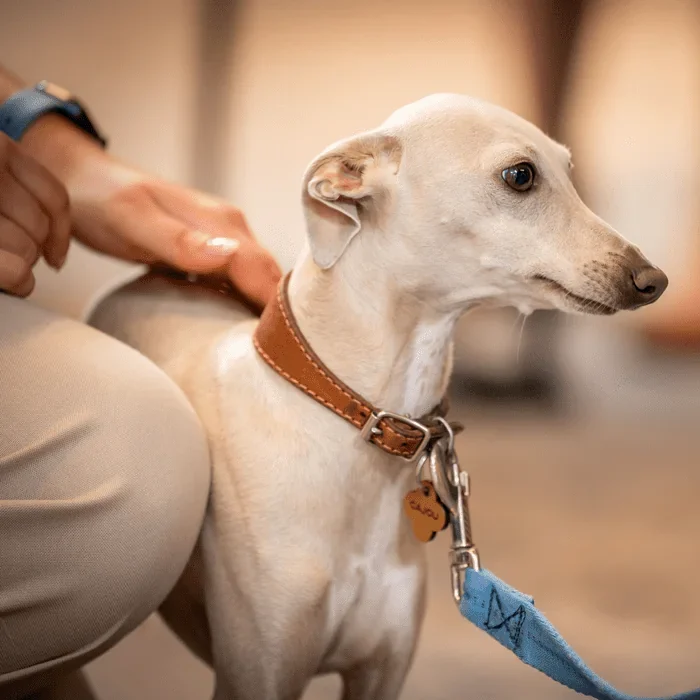 Les intervenants animaux sont très important dans tous les processus de la médiation animale